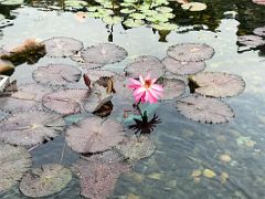 04A Lotus Pond Garden lotus in the water Chi Lin Nunnery Hong Kong